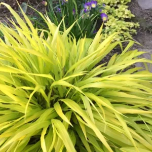 Japanese Forest Grass Plant Live - Gold Ornamental Grass 2.5" Pot