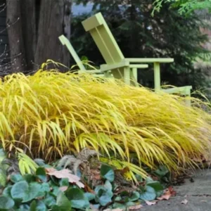 Japanese Forest Grass Plant Live - Gold Ornamental Grass 2.5
