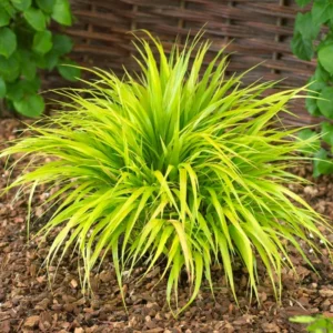 Japanese Forest Grass Plant Live - Gold Ornamental Grass 2.5" Pot