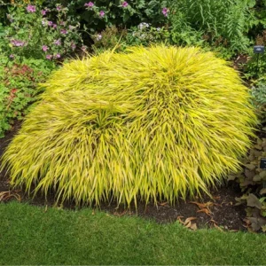 Japanese Forest Grass Plant Live - Gold Ornamental Grass 2.5" Pot