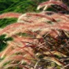 Red Fountain Grass Plant Live Ornamental Grass 4 Inch Pot