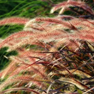 Red Fountain Grass Plant Live Ornamental Grass 4 Inch Pot