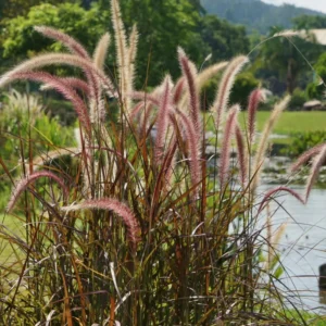 Red Fountain Grass Plant Live Ornamental Grass 4 Inch Pot