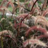 Red Fountain Grass Plant Live Ornamental Grass 4 Inch Pot