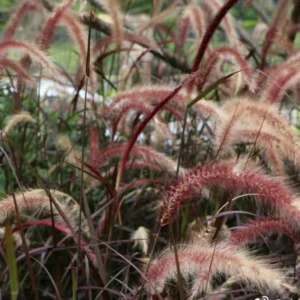 Red Fountain Grass Plant Live Ornamental Grass 4 Inch Pot