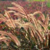 Red Fountain Grass Plant Live Ornamental Grass 4 Inch Pot