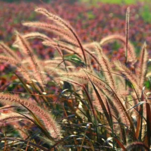 Red Fountain Grass Plant Live Ornamental Grass 4 Inch Pot