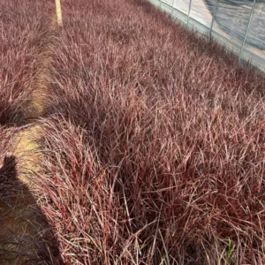 Red Fountain Grass Plant Live Ornamental Grass 4 Inch Pot