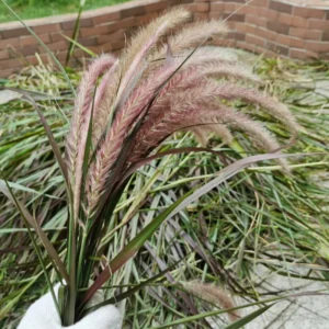 Red Fountain Grass Plant Live Ornamental Grass 4 Inch Pot