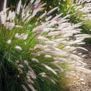 Dwarf Fountain Grass Plant Live in 4