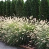 Dwarf Fountain Grass Plant Live in 4" Pot - Ornamental Grass