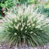Dwarf Fountain Grass Plant Live in 4" Pot - Ornamental Grass