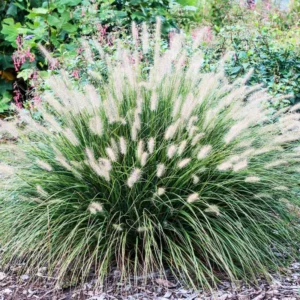 Dwarf Fountain Grass Plant Live in 4