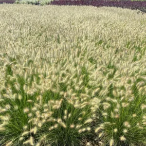 Dwarf Fountain Grass Plant Live in 4