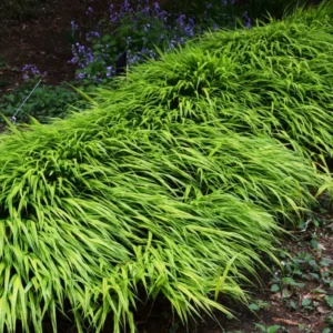 Japanese Forest Grass Plant Live, Green Ornamental Grass in 4" Pot