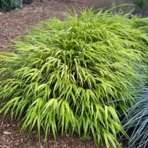Japanese Forest Grass Plant Live, Green Ornamental Grass in 4" Pot