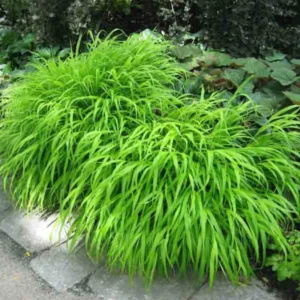 Japanese Forest Grass Plant Live, Green Ornamental Grass in 4" Pot