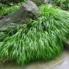 Japanese Forest Grass Plant Live, Green Ornamental Grass in 4" Pot