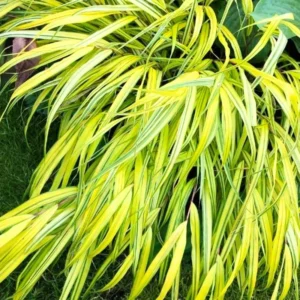 Japanese Forest Grass Plant Live - Golden Ornamental Grass 4" Pot