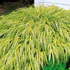 Japanese Forest Grass Plant Live - Golden Ornamental Grass 4" Pot