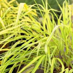 Japanese Forest Grass Plant Live - Golden Ornamental Grass 4" Pot