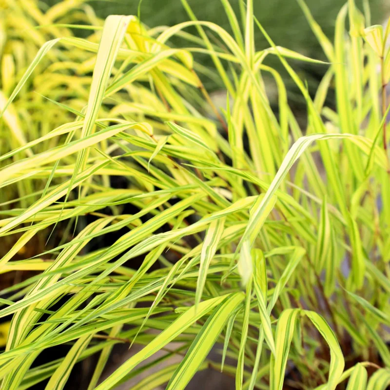 Japanese Forest Grass Plant Live - Golden Ornamental Grass 4" Pot