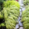 Japanese Forest Grass Plant Live - Golden Ornamental Grass 4" Pot