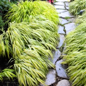 Japanese Forest Grass Plant Live - Golden Ornamental Grass 4" Pot
