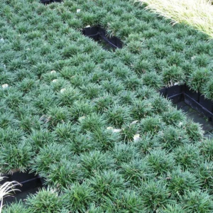 Green Dwarf Mondo Grass Plant Live - 4 Inch Pot - Ornamental Groundcover