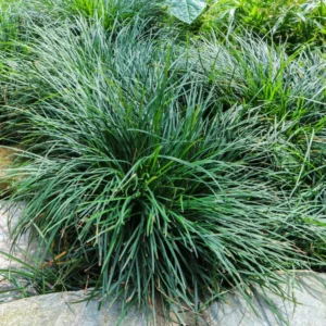 Green Dwarf Mondo Grass Plant Live - 4 Inch Pot - Ornamental Groundcover