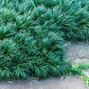 Green Dwarf Mondo Grass Plant Live - 4 Inch Pot - Ornamental Groundcover