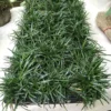 Green Dwarf Mondo Grass Plant Live - 4 Inch Pot - Ornamental Groundcover
