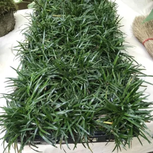 Green Dwarf Mondo Grass Plant Live - 4 Inch Pot - Ornamental Groundcover