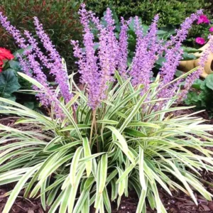 Variegated Lilyturf Liriope Ground Cover - 2.5 Inch Pot - Live Plant