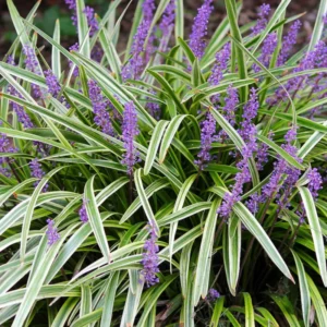 Variegated Lilyturf Liriope Ground Cover - 2.5 Inch Pot - Live Plant
