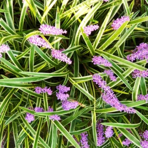 Variegated Lilyturf Liriope Ground Cover - 2.5 Inch Pot - Live Plant