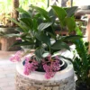 Medinilla Myriantha Live Plant - Rare Grape Orchid in 4 Inch Pot