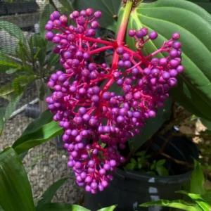 Medinilla Myriantha Live Plant - Rare Grape Orchid in 4 Inch Pot