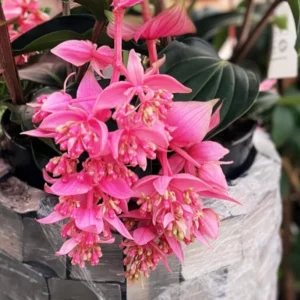 Medinilla Myriantha Live Plant - Rare Grape Orchid in 4 Inch Pot