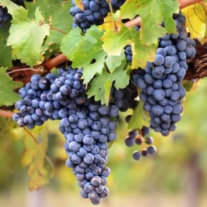 Seedless Black Grape Vine Plant - Summer Royal Live Grape Fruit Seedling - 2.5