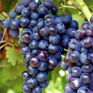 Seedless Black Grape Vine Plant - Summer Royal Live Grape Fruit Seedling - 2.5