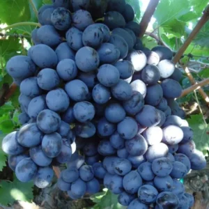 Seedless Black Grape Vine Plant - Summer Royal Live Grape Fruit Seedling - 2.5
