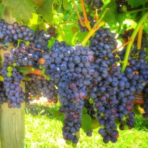 Seedless Black Grape Vine Plant - Summer Royal Live Grape Fruit Seedling - 2.5