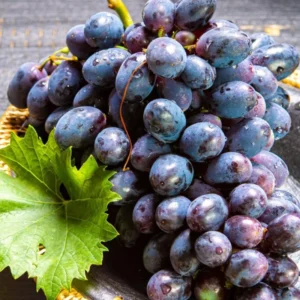 Seedless Black Grape Vine Plant - Summer Royal Live Grape Fruit Seedling - 2.5
