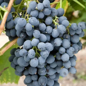 Seedless Black Grape Vine - Summer Royal Live Plant - 2.5" Pot Grape Fruit Seedling