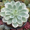 Greenovia Mountain Rose Succulent - 2 Inch Live Plant - Unique Aeonium Variety