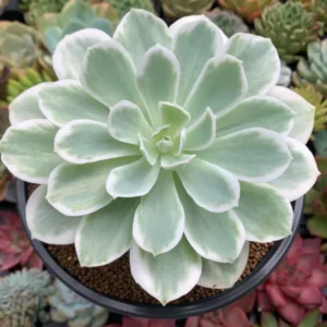 Greenovia Mountain Rose Succulent - 2 Inch Live Plant - Unique Aeonium Variety