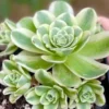 Greenovia Mountain Rose Succulent - 2 Inch Live Plant - Unique Aeonium Variety