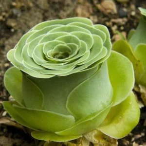 Greenovia Mountain Rose Succulent Plant Live - 4 Inch Pot - Garden Decor