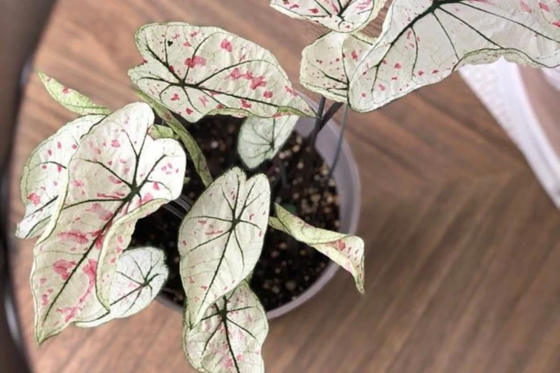 Caladium Marie Moir care